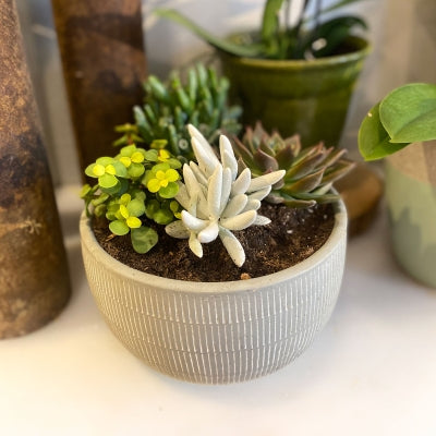 Plants