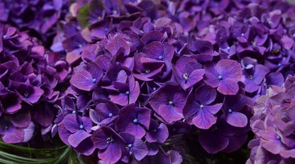 Hydrangea Only
