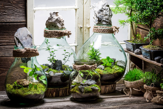 Terrarium Workshop